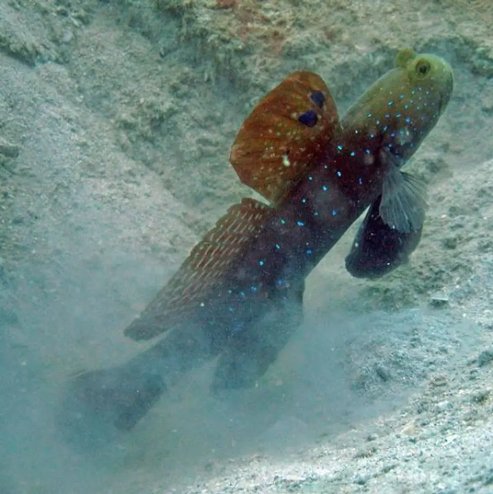 Cryptocentrus pavoninoides 1