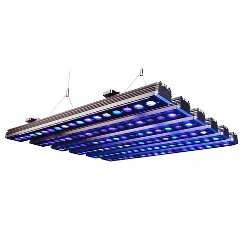 OR4 Blue Plus
