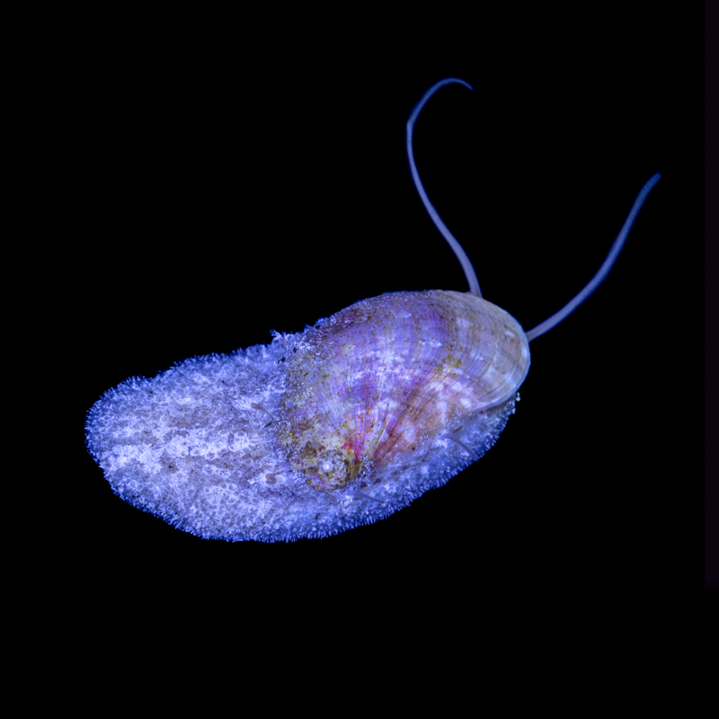 Stomatella Snail 