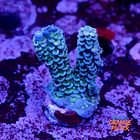 Acropora tenuis 1