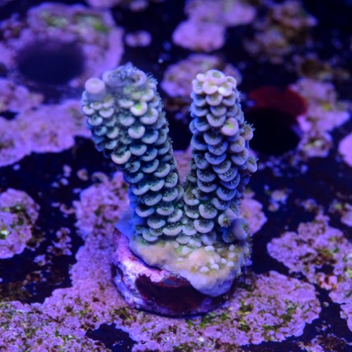 Acropora tenuis 2