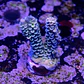 Acropora tenuis - Thumbnail 2