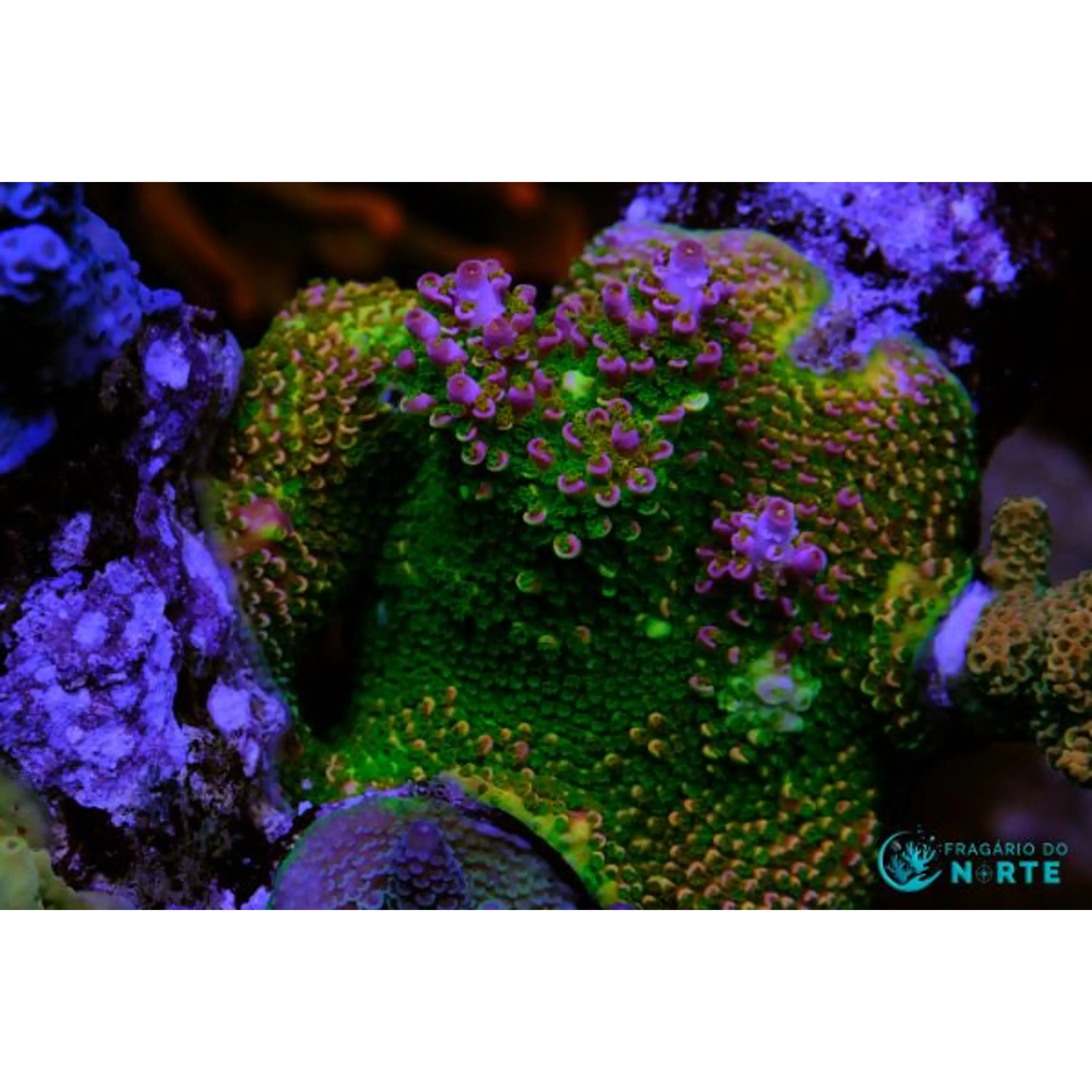 Rainbow selago acropora