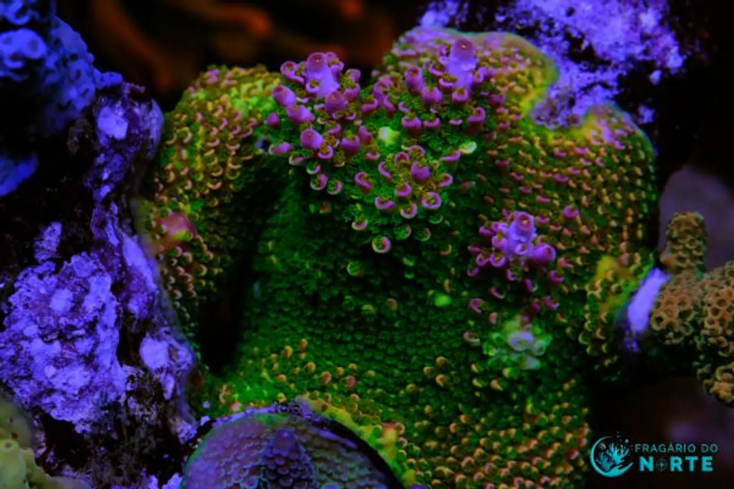 Rainbow selago acropora 1