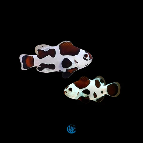 Amphiprion ocellaris Mocha CASAL