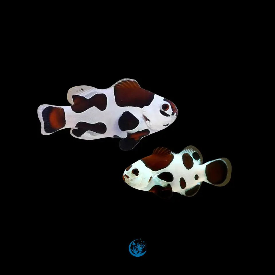 Amphiprion ocellaris Mocha CASAL 1