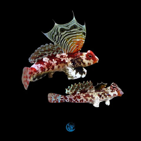 Synchiropus Stellatus casal