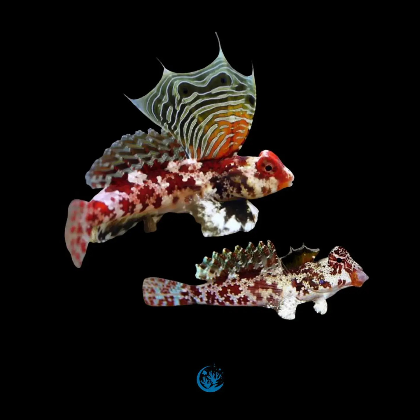 Synchiropus Stellatus casal 1