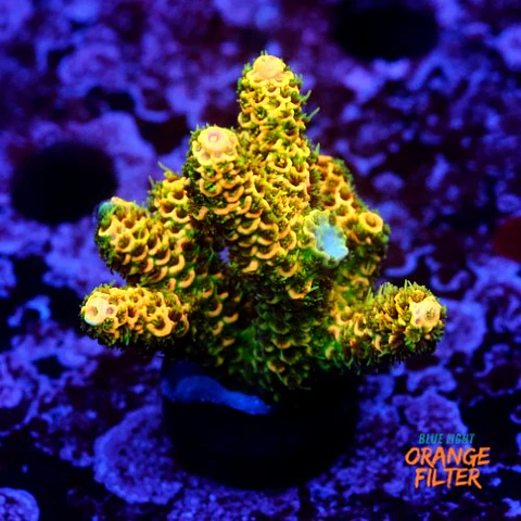 Acropora millepora gold