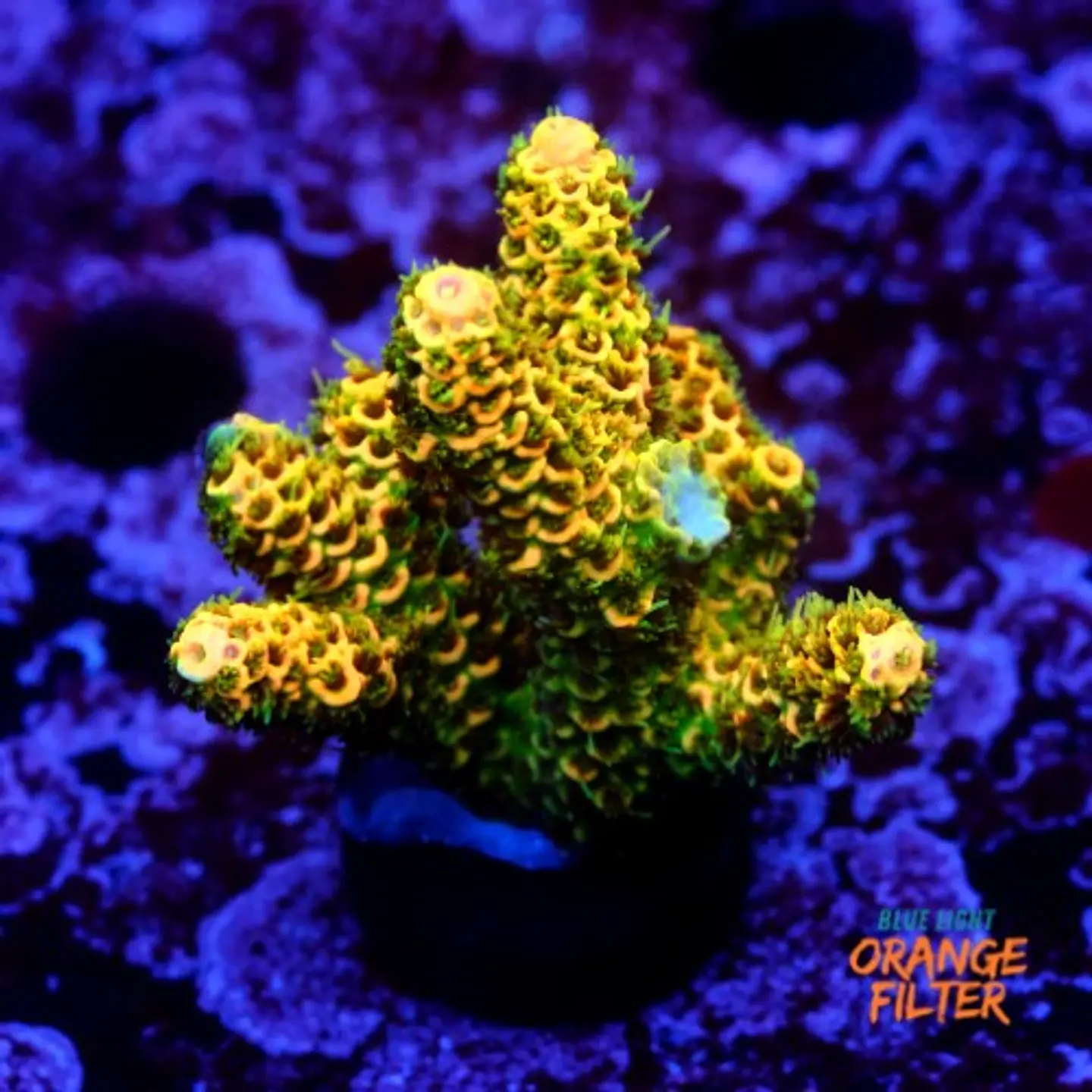 Acropora millepora gold 1