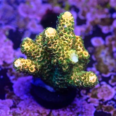 Acropora millepora gold