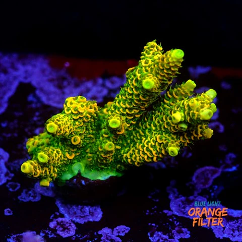 Acropora millepora og sunset