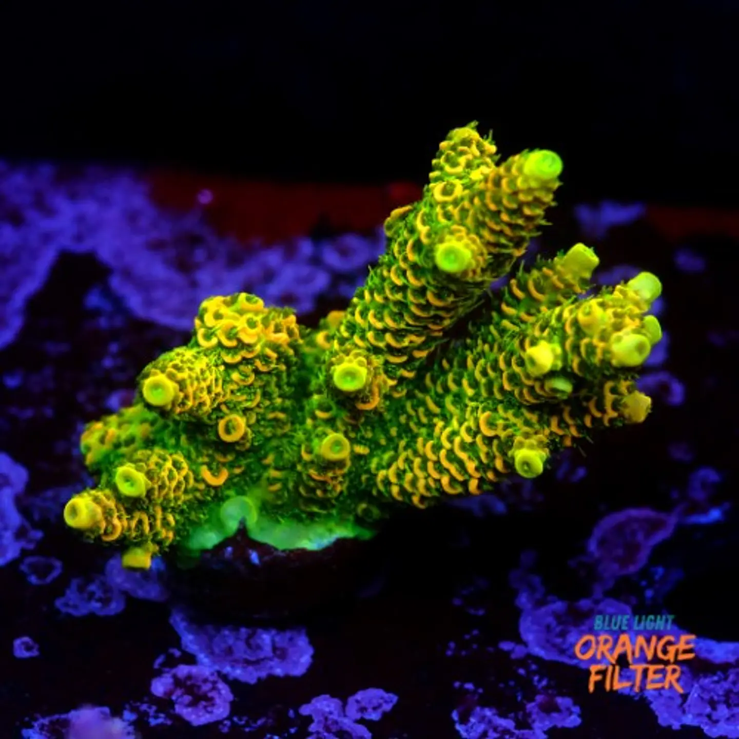 Acropora millepora og sunset 1