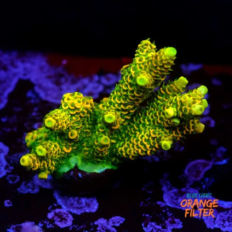 Acropora millepora og sunset 1