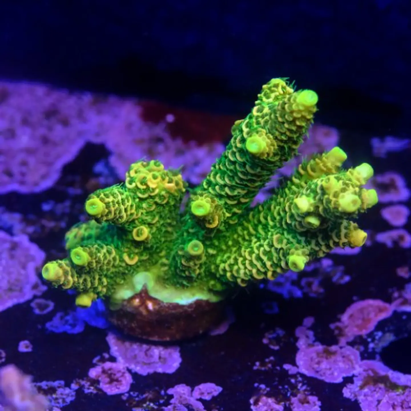 Acropora millepora og sunset 2