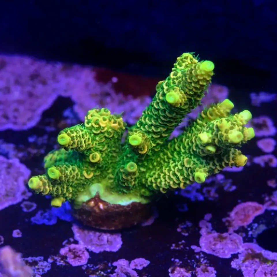 Acropora millepora og sunset 2