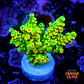 Acropora tenuis peter pan - Thumbnail 1