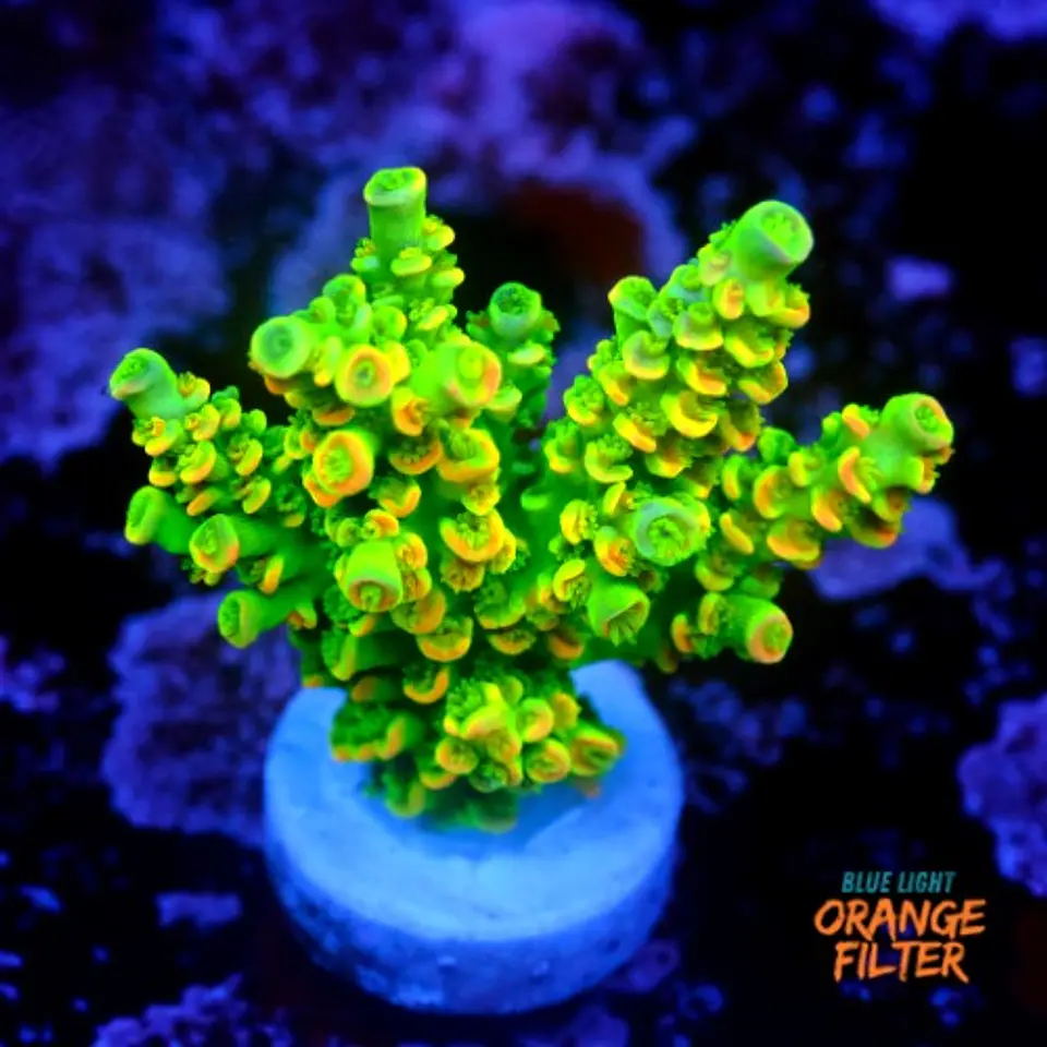 Acropora tenuis peter pan 1