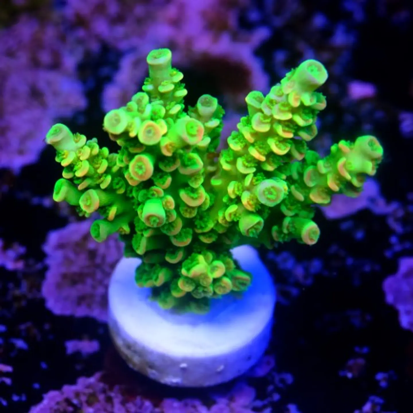 Acropora tenuis peter pan 2