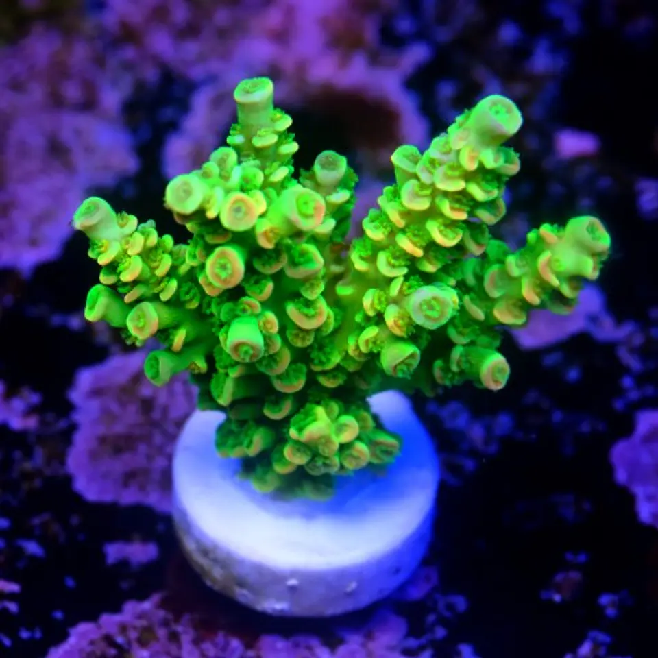 Acropora tenuis peter pan 2