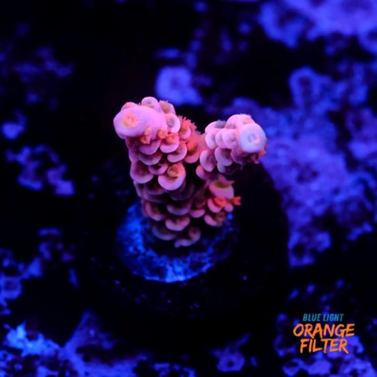 Acropora tenuis jigglypuff 1