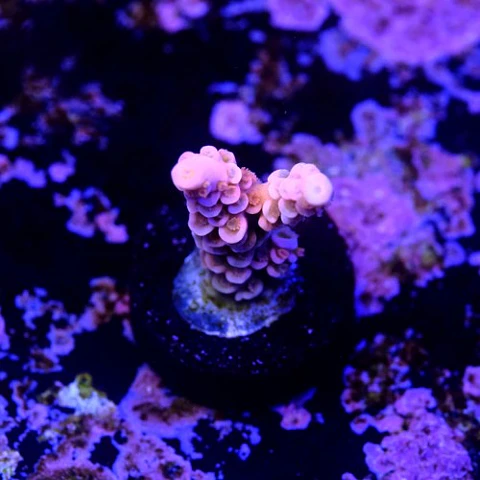 Acropora tenuis jigglypuff