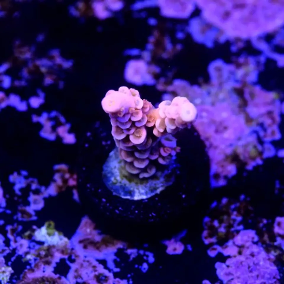 Acropora tenuis jigglypuff 2