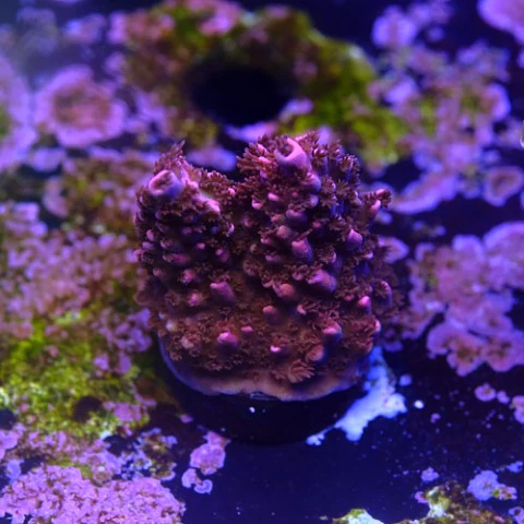 Acropora abrotanoides pink 