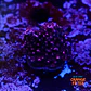 Acropora abrotanoides pink  - Thumbnail 1