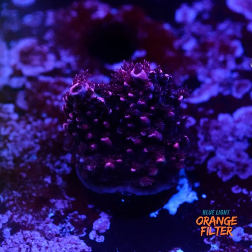 Acropora abrotanoides pink  1