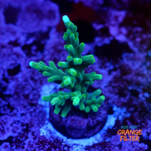 Acropora echinata 