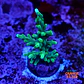 Acropora echinata  - Thumbnail 1