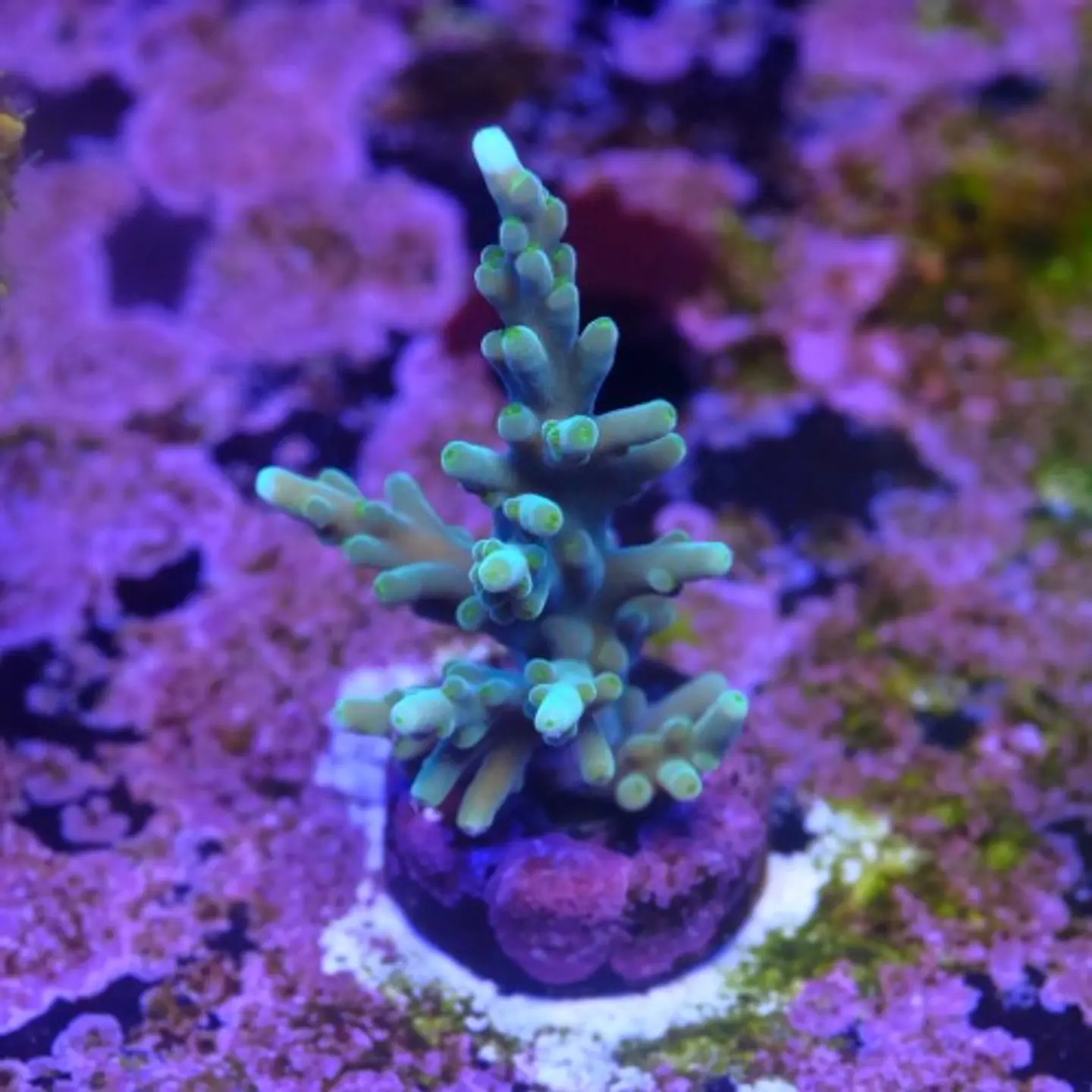 Acropora echinata  2