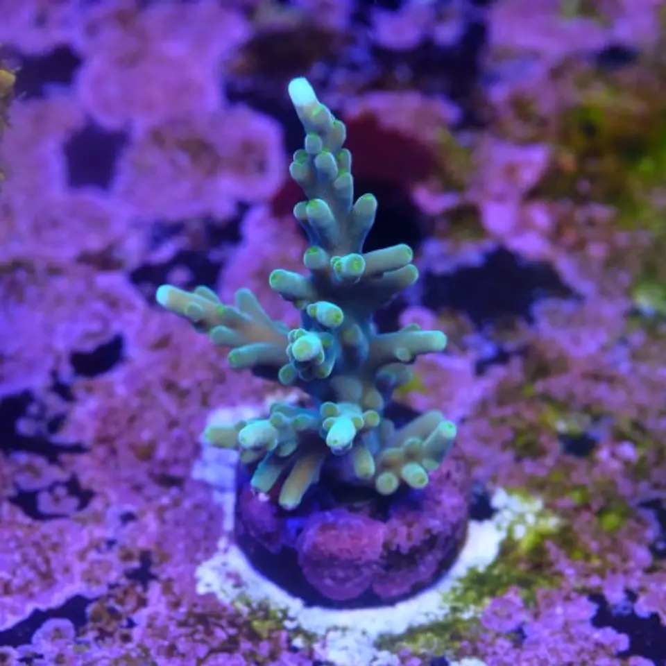 Acropora echinata  2