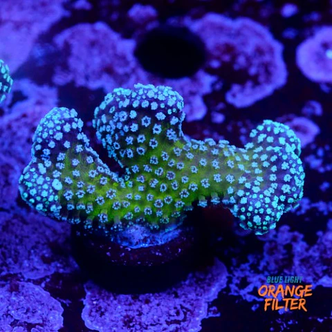 Stylophora stellar 