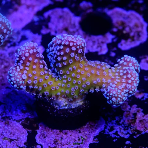 Stylophora stellar 
