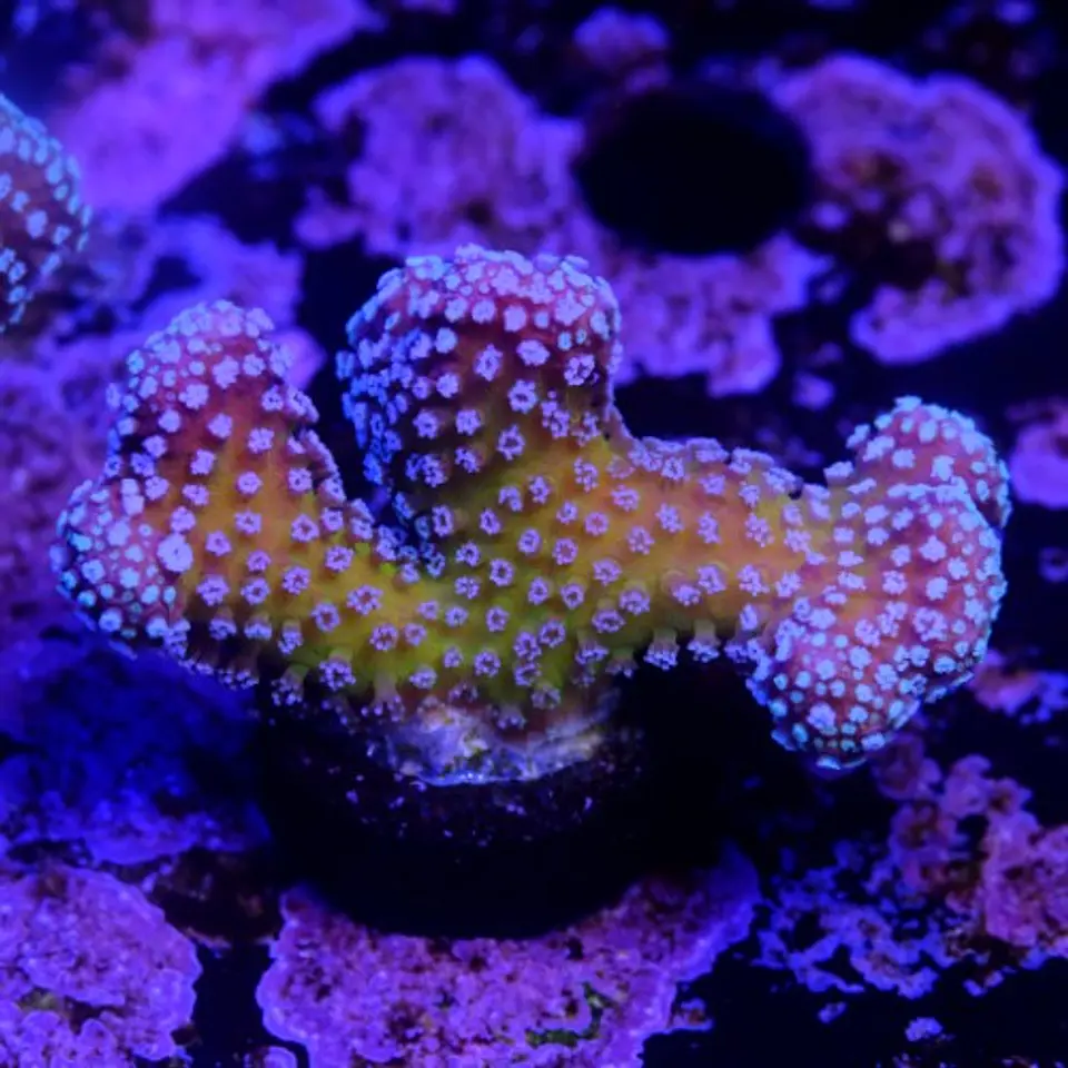 Stylophora stellar  2