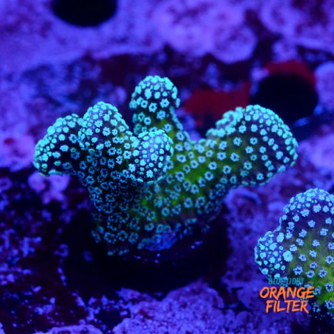 Stylophora stellar 