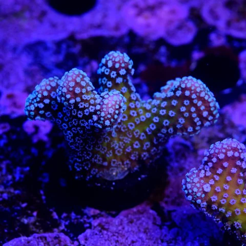 Stylophora stellar 