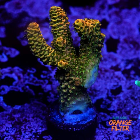 Acropora millepora orange 