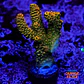 Acropora millepora orange  - Thumbnail 1