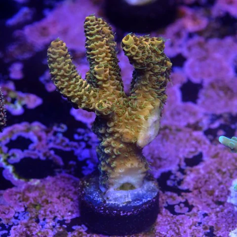 Acropora millepora orange 