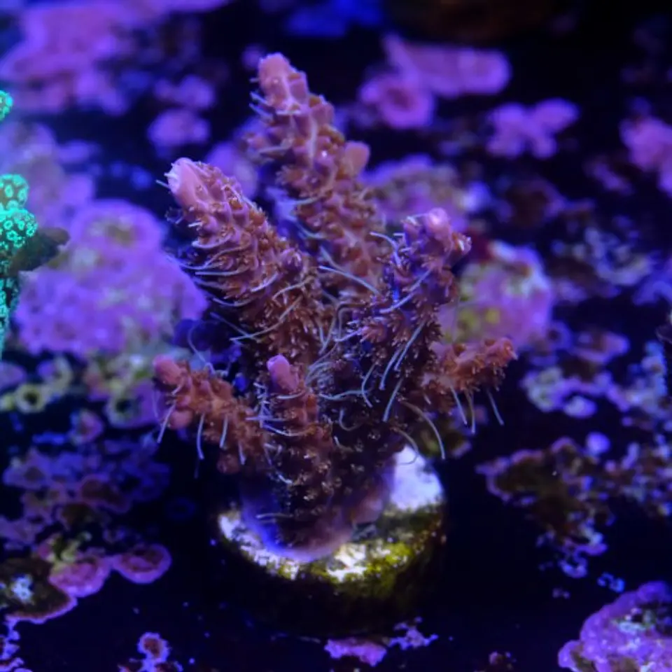 Acropora tyree pinky the bear  2