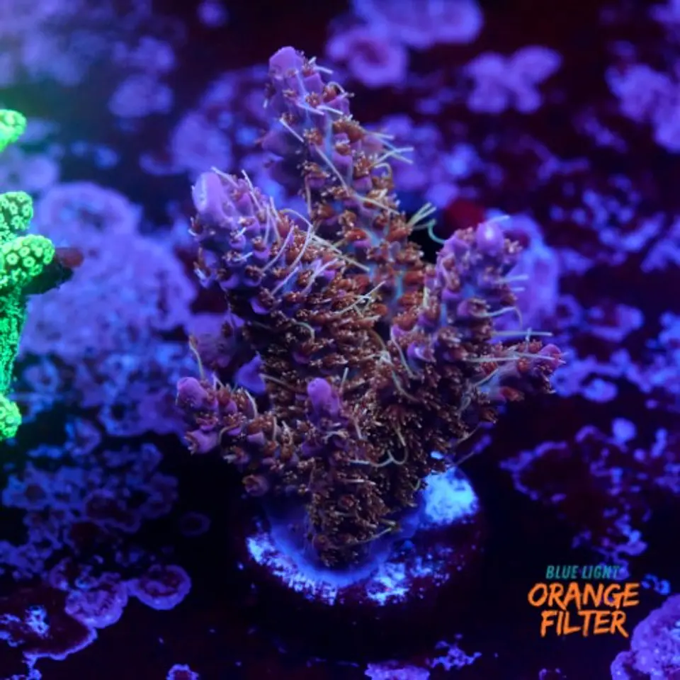 Acropora tyree pinky the bear  1