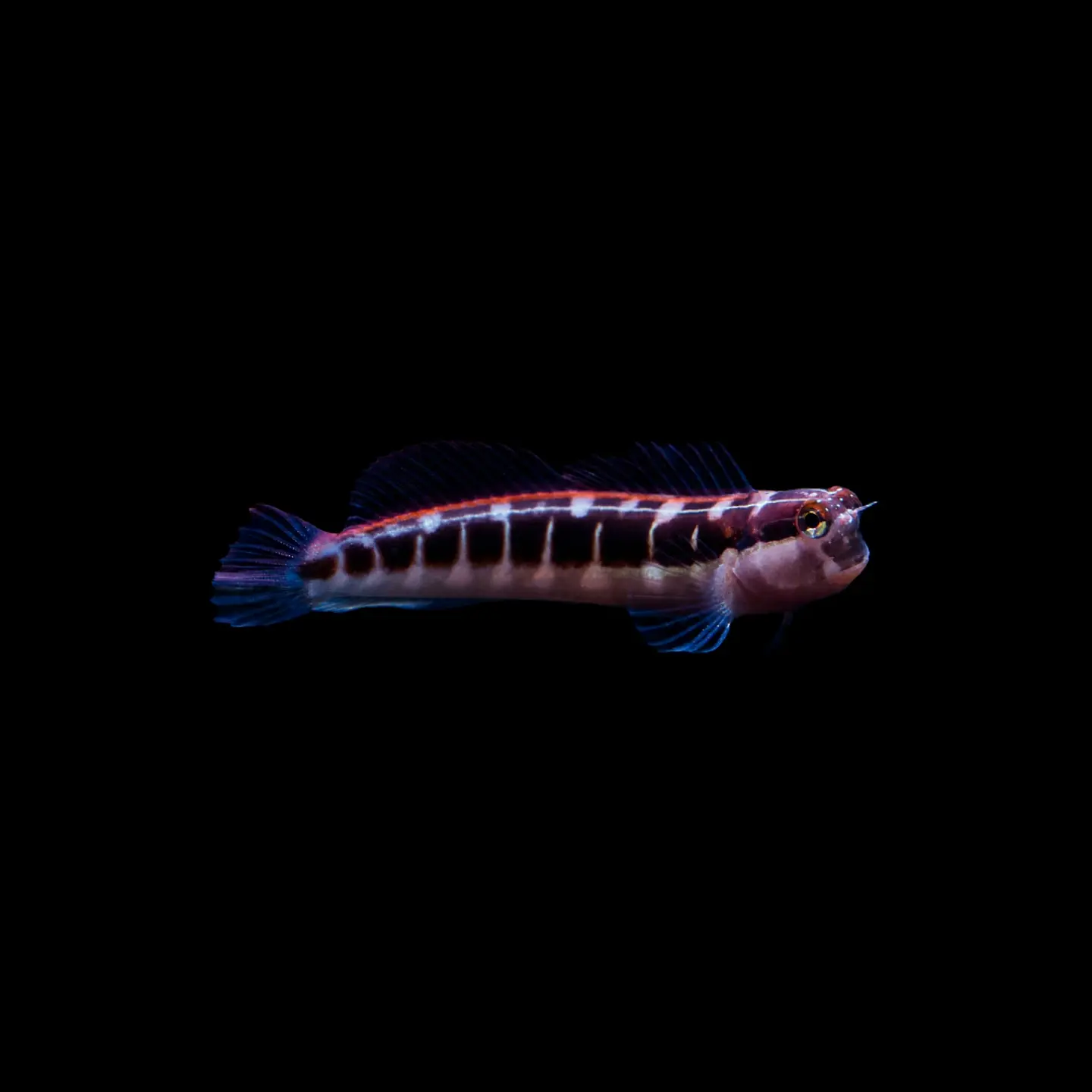 Ecsenius Lineatus 1