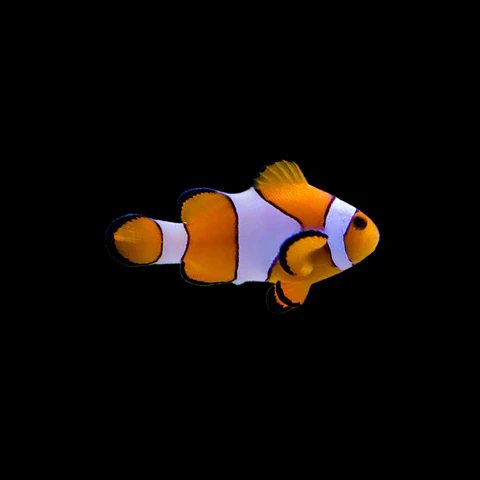 Amphiprion Ocellaris