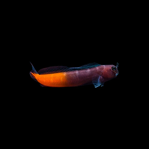 Ecsenius Bicolor