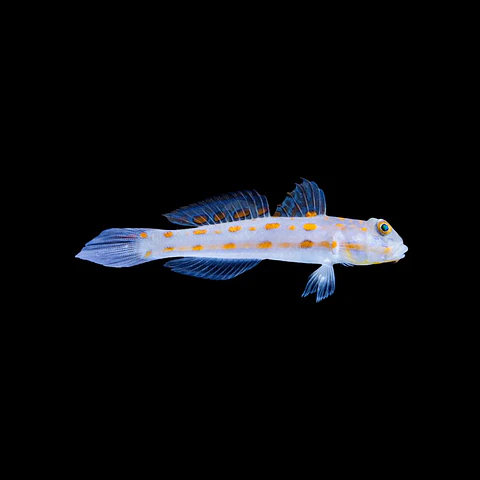 Valenciennea Puellaris