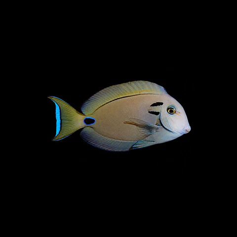 Acanthurus Tennentii