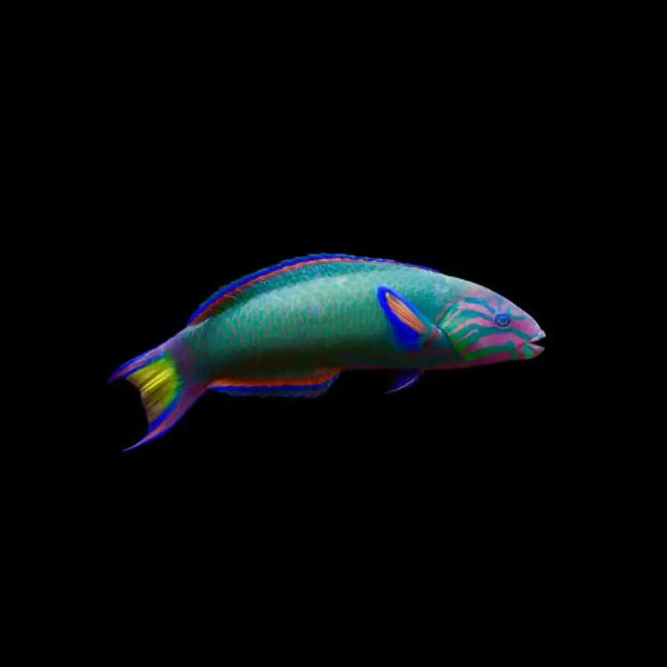 Thalassoma lunare 1